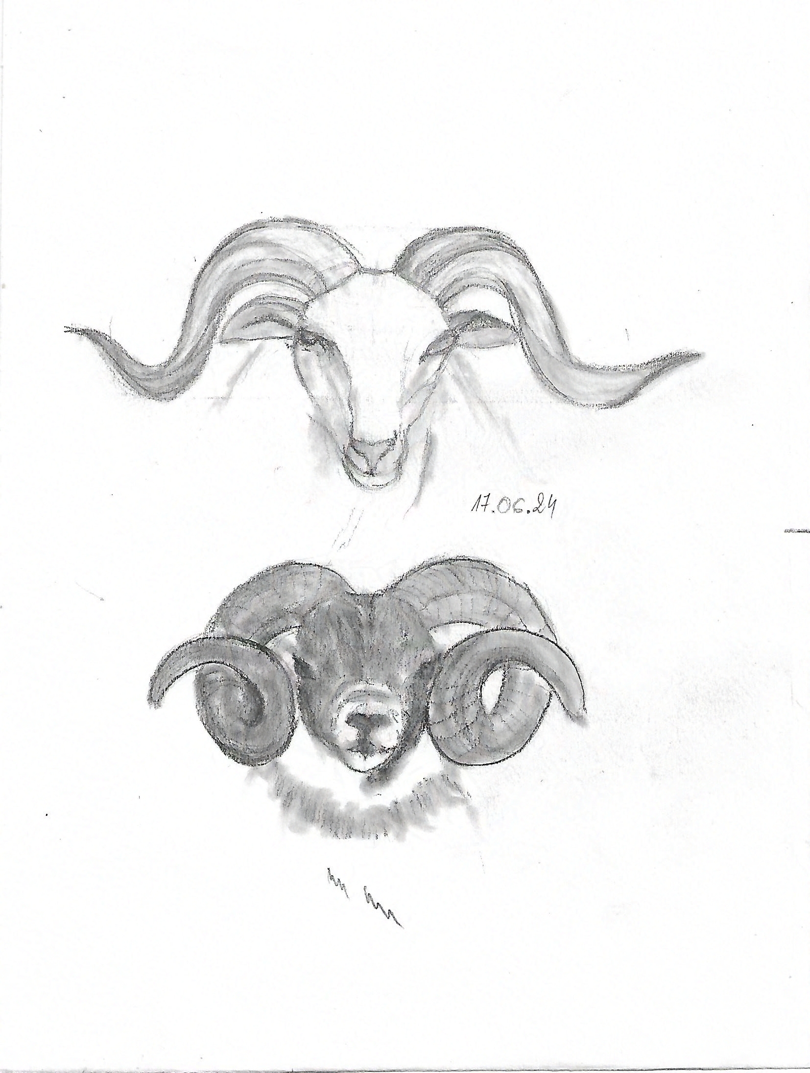 goat&amp;sheep portrait